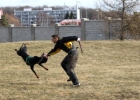 IMG 7375