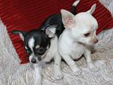 IMG 6571