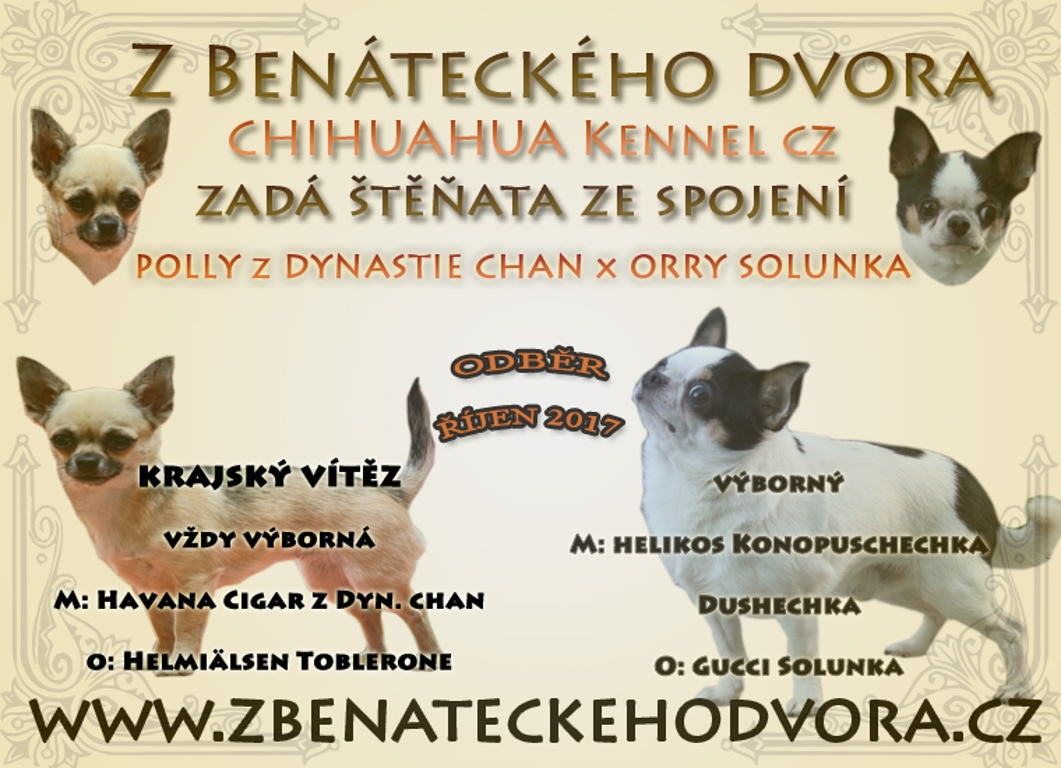 inzerát chihuahua polly orry 2017
